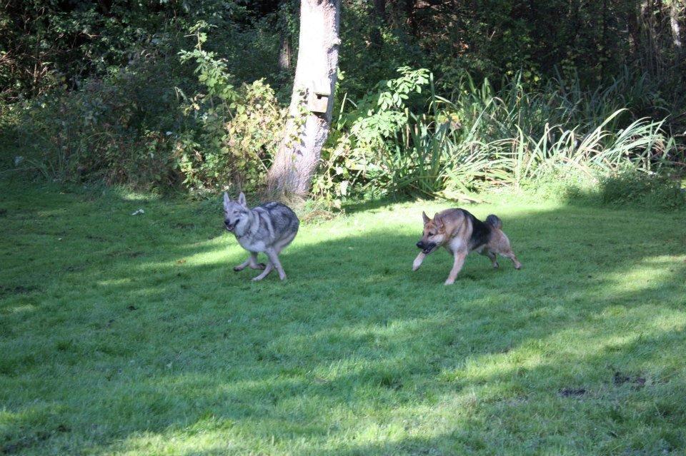Schæferhund Kimba billede 10