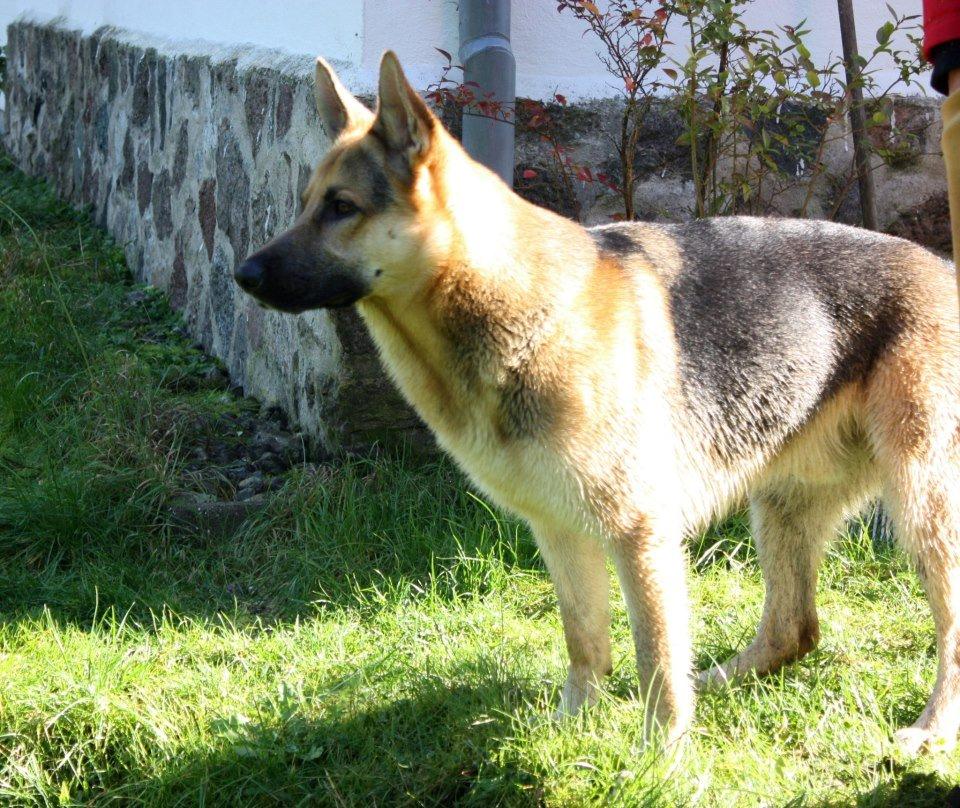 Schæferhund Kimba billede 11