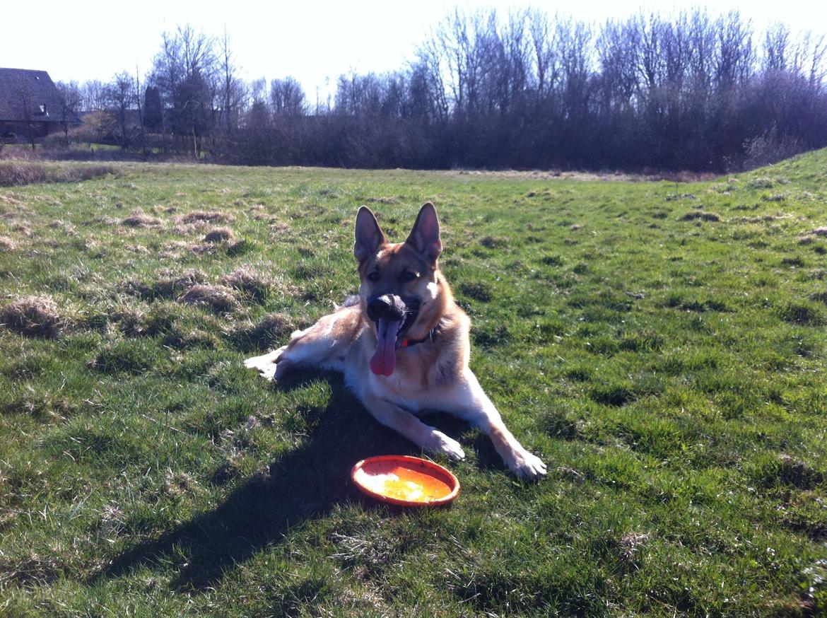 Schæferhund Kimba billede 12