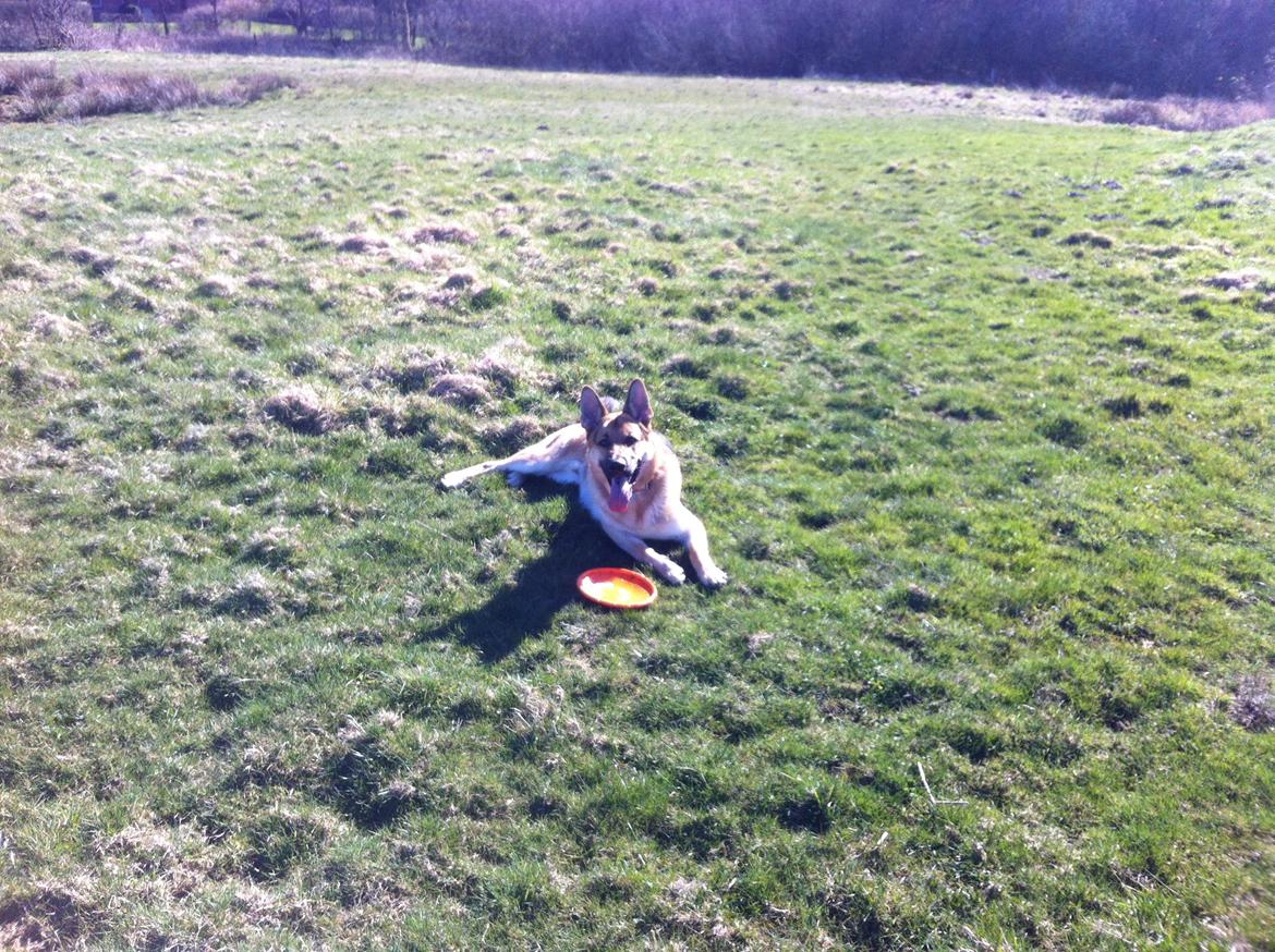 Schæferhund Kimba billede 13