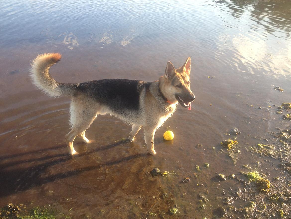 Schæferhund Kimba billede 14
