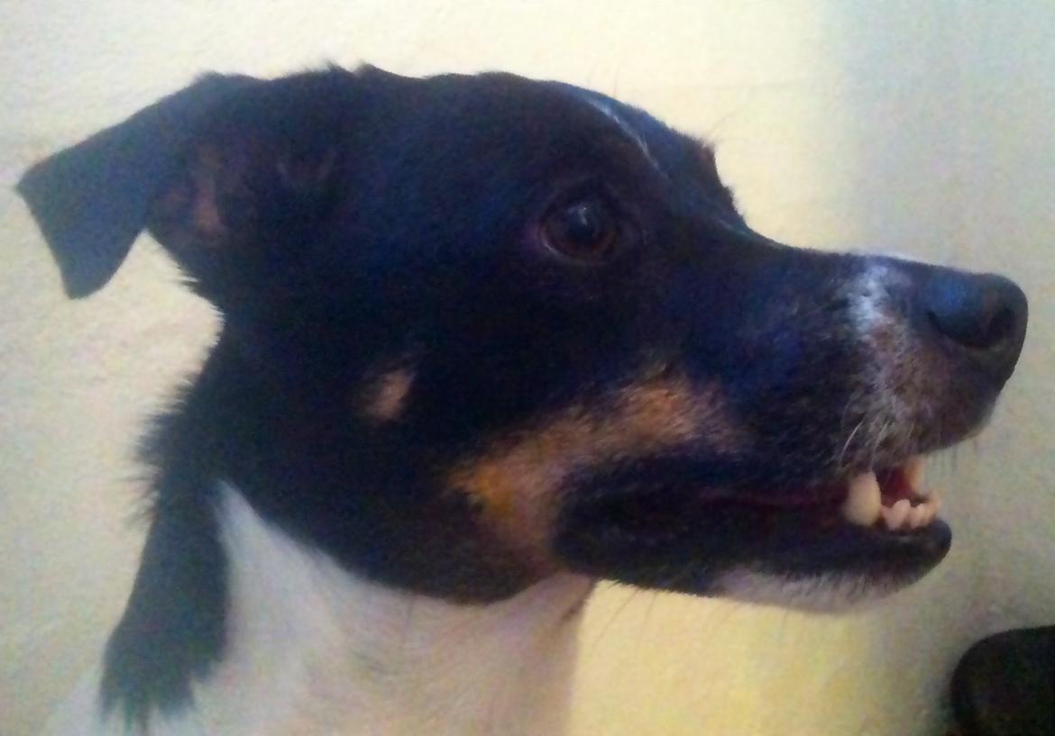 Dansk svensk gaardhund smutt billede 12