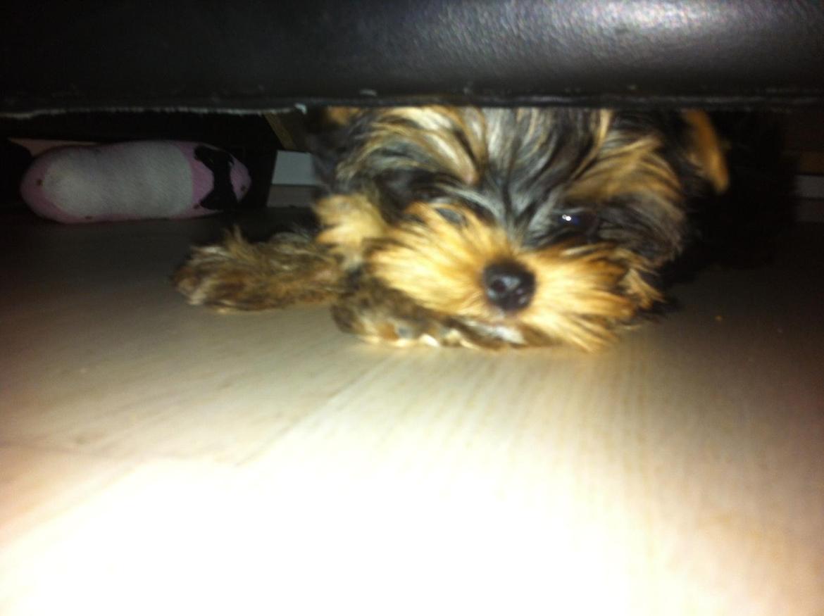 Yorkshire terrier Elvis - Elvis der elsker at kravle under sofaen, men der går ikke længe før han ikke kan det mere :-) billede 1