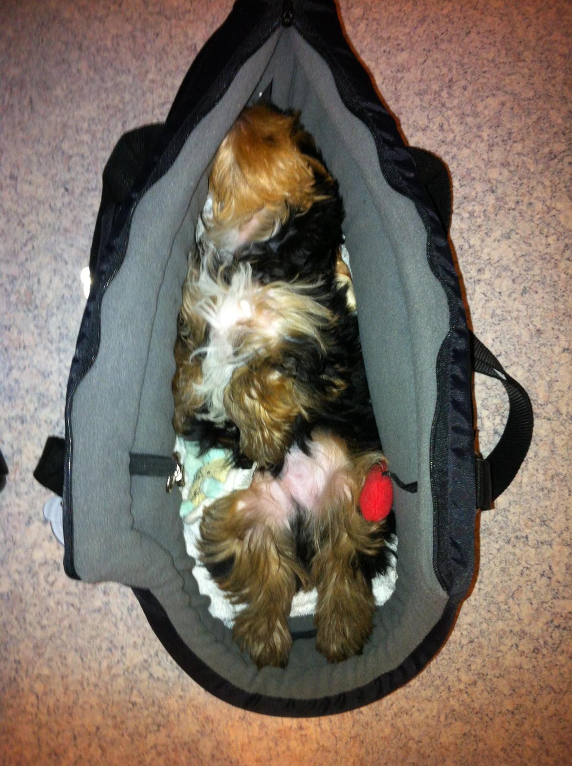 Yorkshire terrier Elvis - middagslur i min transport taske :-) billede 2