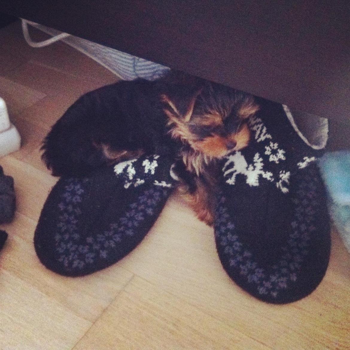 Yorkshire terrier Elvis - Støvsugeren er en modbydelig ting :-) billede 5