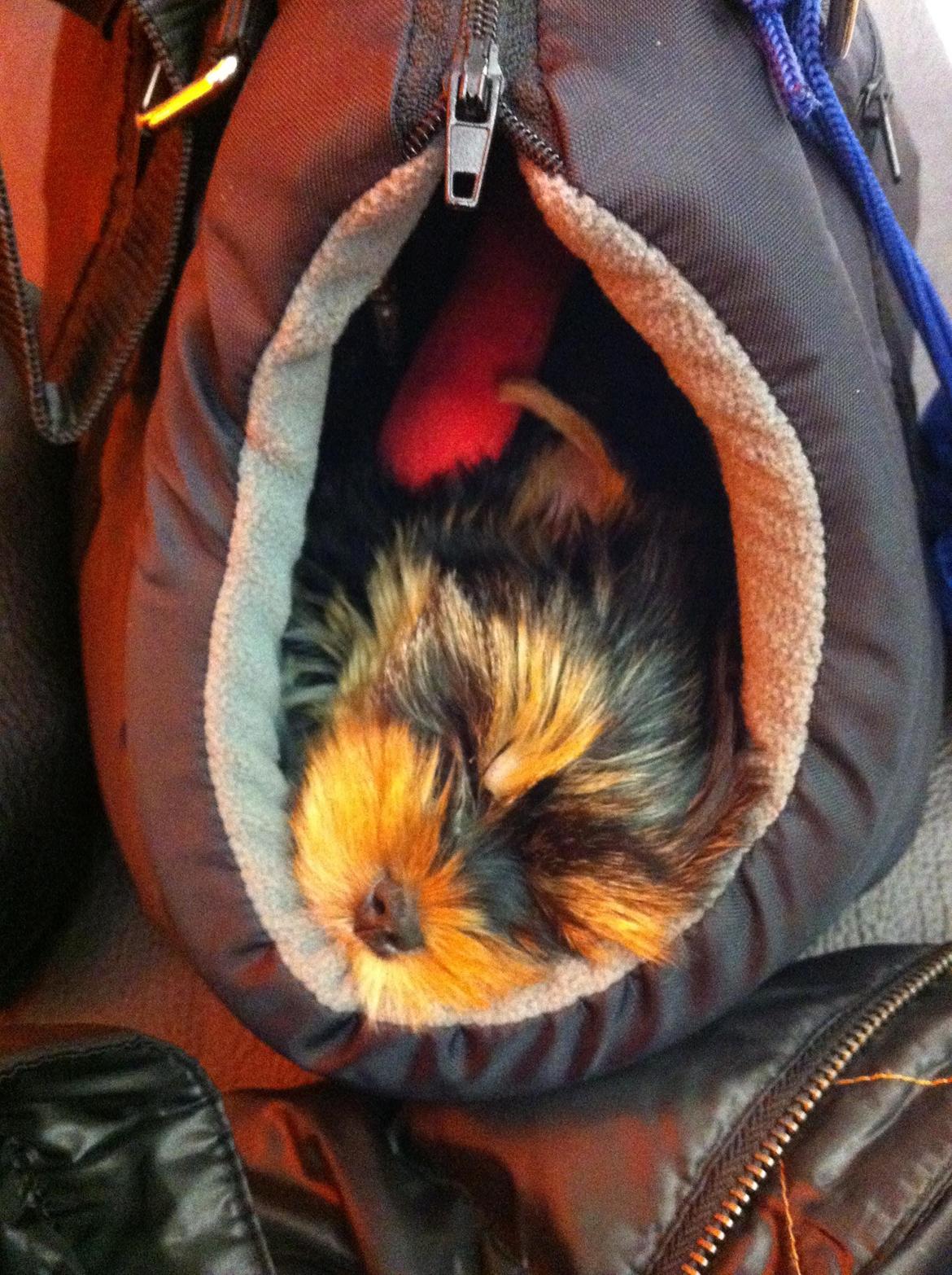 Yorkshire terrier Elvis - med på tur - det er hårdt :-) billede 6