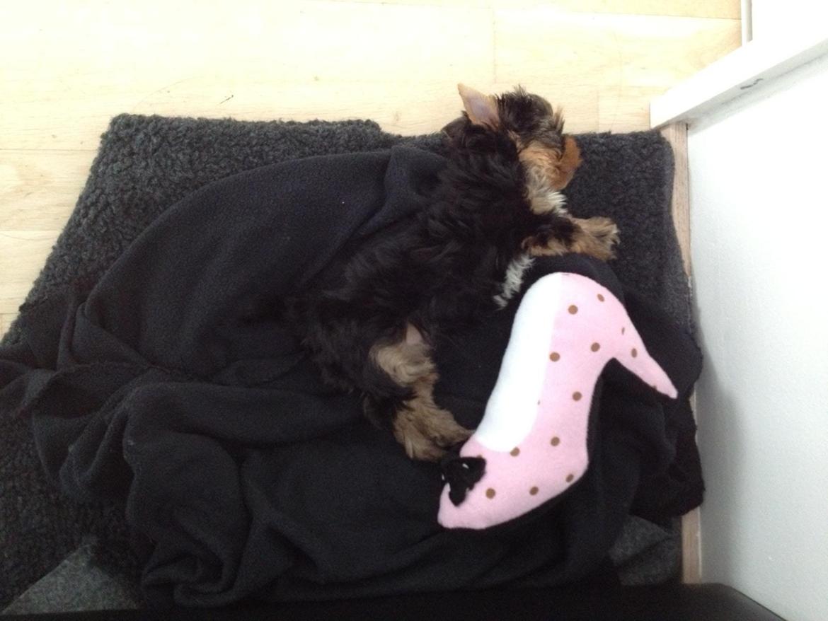 Yorkshire terrier Elvis billede 8