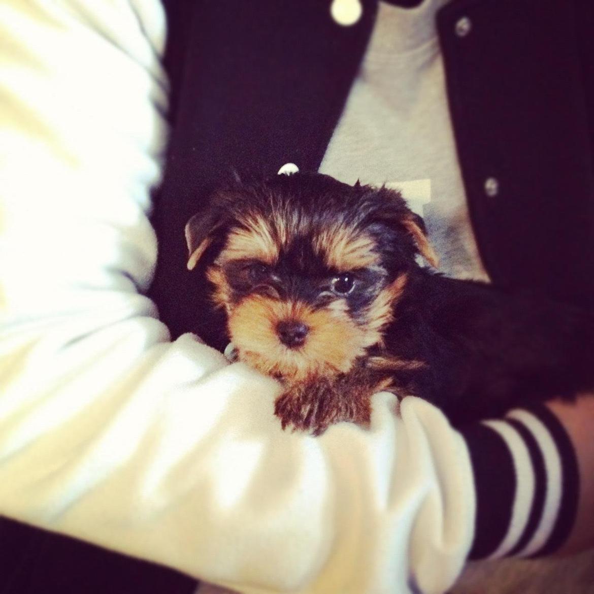 Yorkshire terrier Elvis - Det første billede der bliver af mig, da jeg bliver hentet af mine nye forældre. billede 9