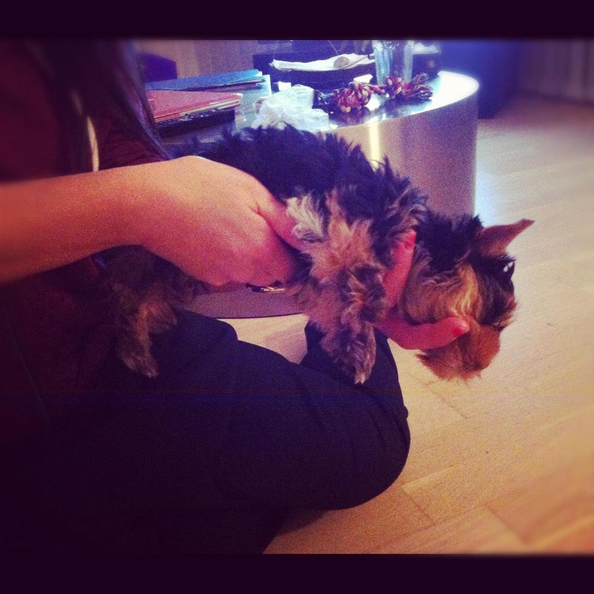 Yorkshire terrier Elvis - er meget træt og kan sove hvor som helst billede 10