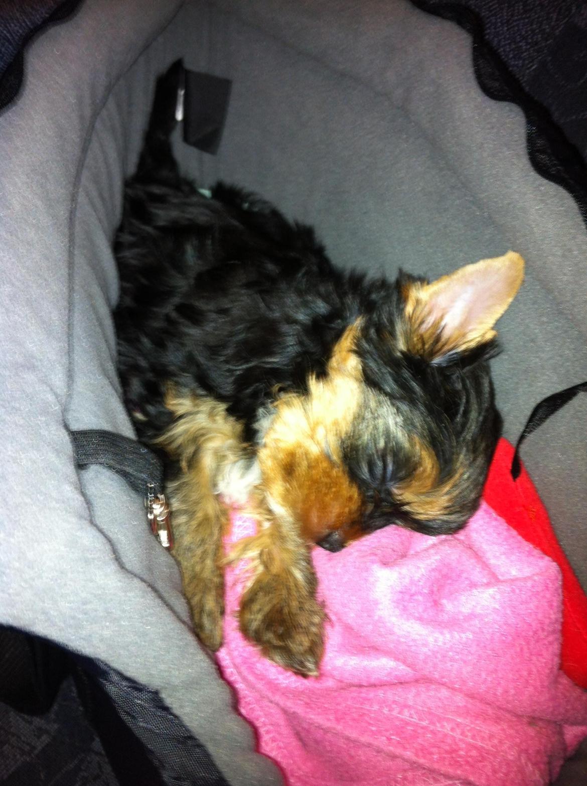 Yorkshire terrier Elvis - På vej hjem til mit nye hjem. billede 12