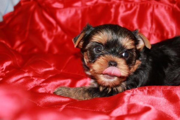 Yorkshire terrier Elvis - Frække Elvis billede 13