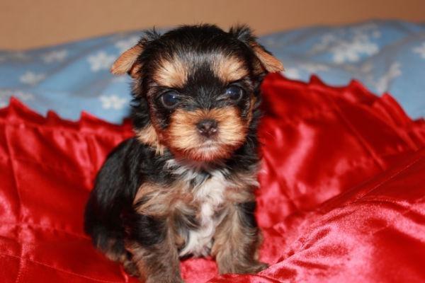 Yorkshire terrier Elvis - Kun få uger gammel billede 14