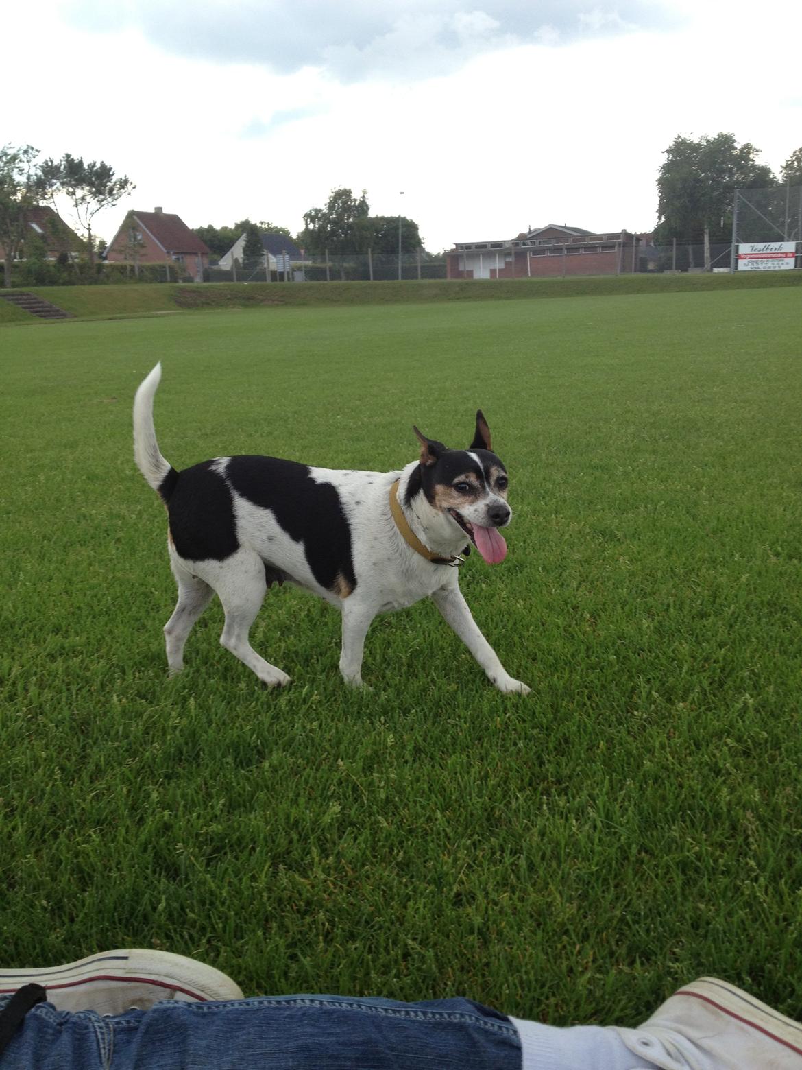 Dansk svensk gaardhund Mille billede 1