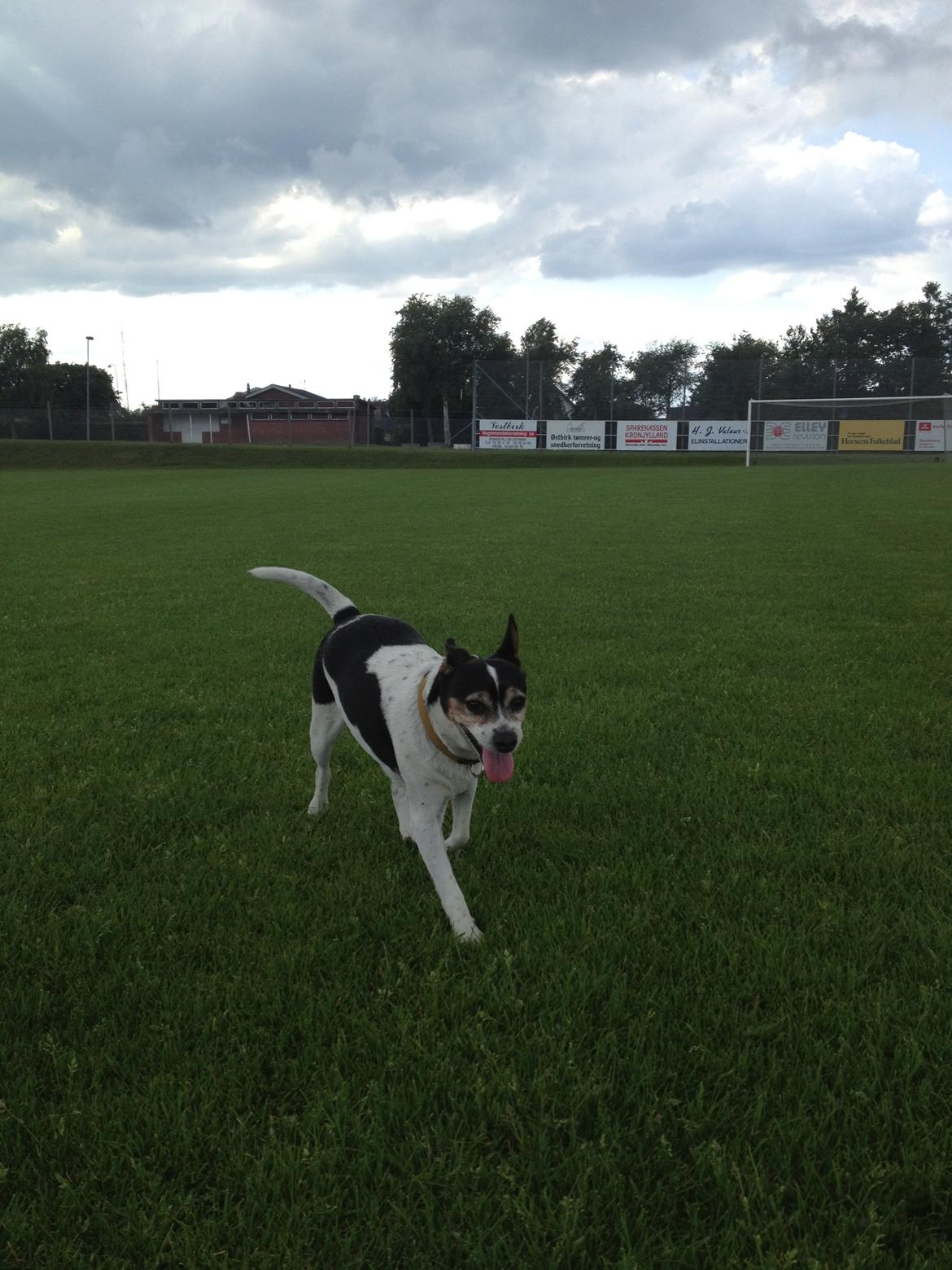 Dansk svensk gaardhund Mille billede 4