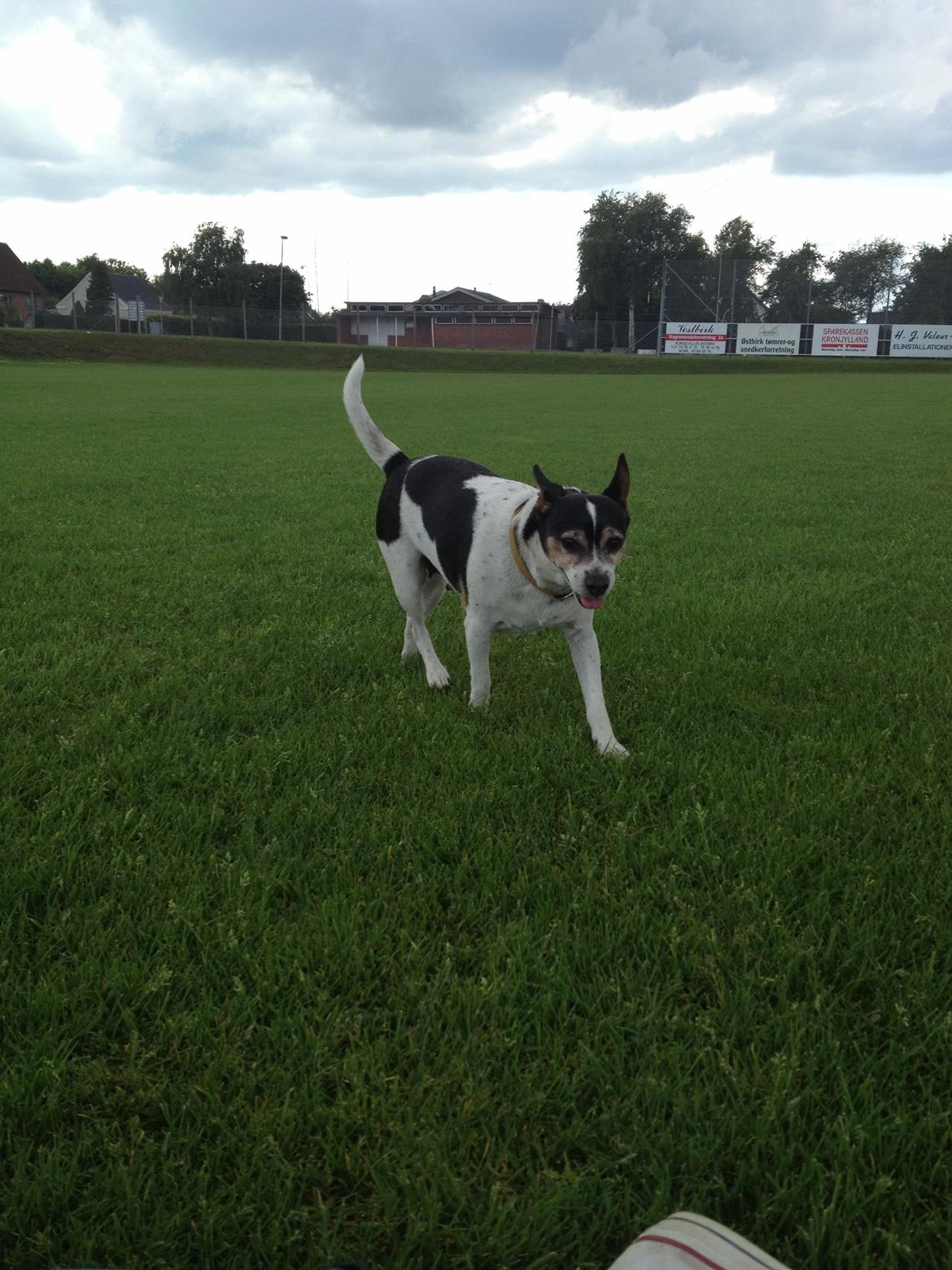 Dansk svensk gaardhund Mille billede 5
