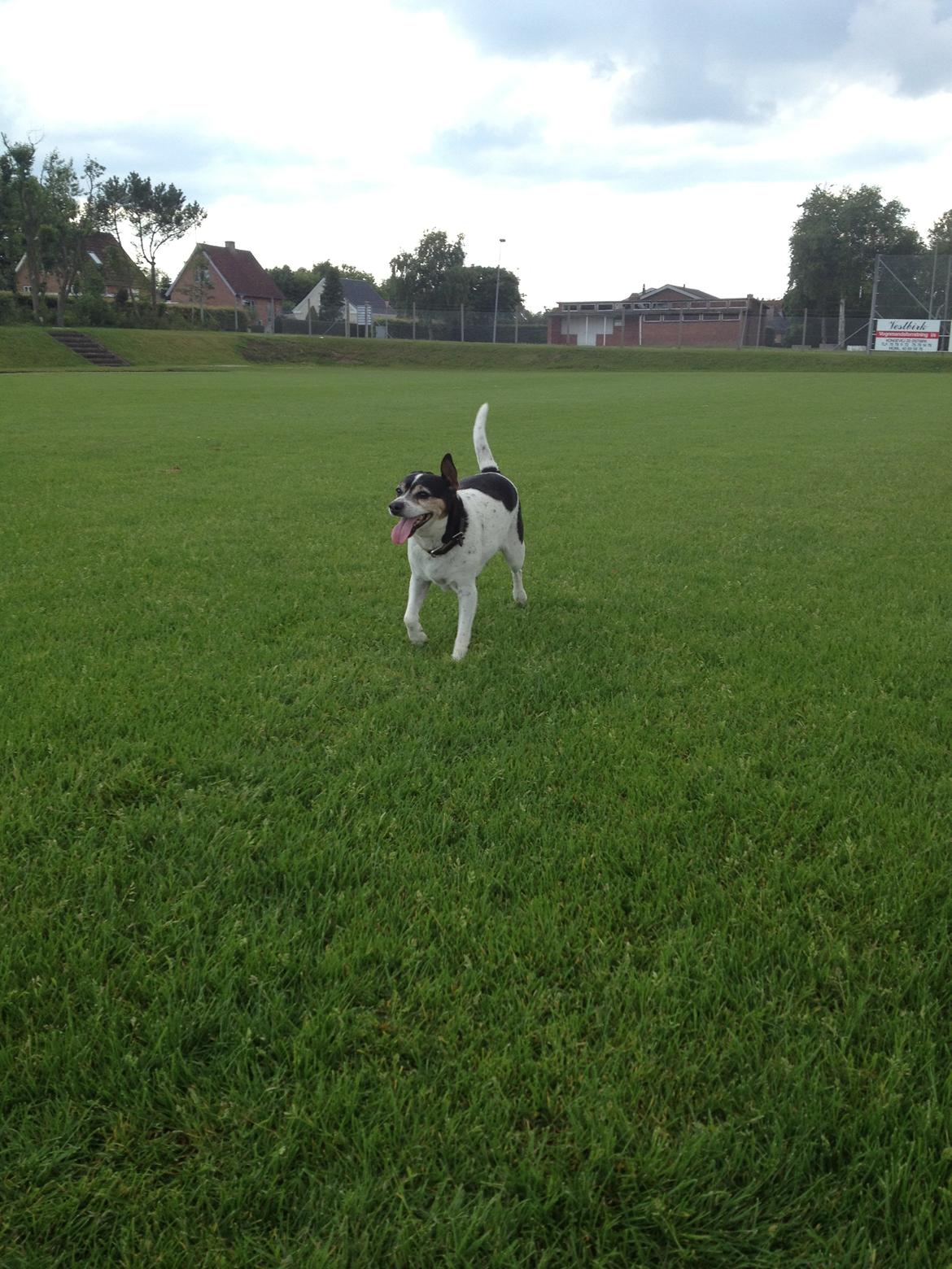 Dansk svensk gaardhund Mille billede 6