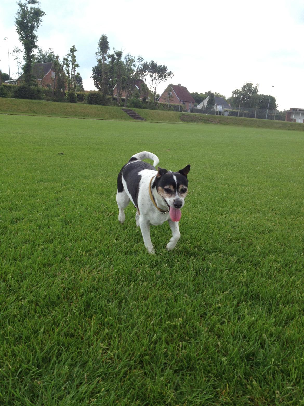 Dansk svensk gaardhund Mille billede 7