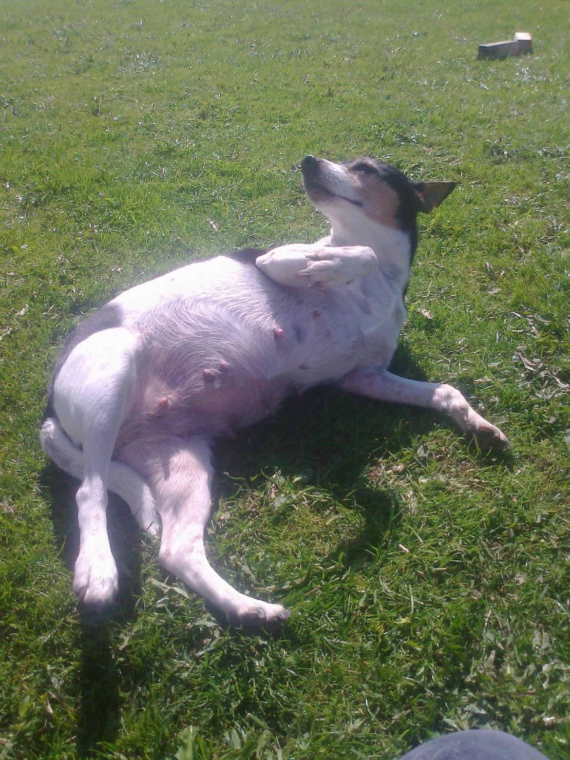 Dansk svensk gaardhund Mille billede 8