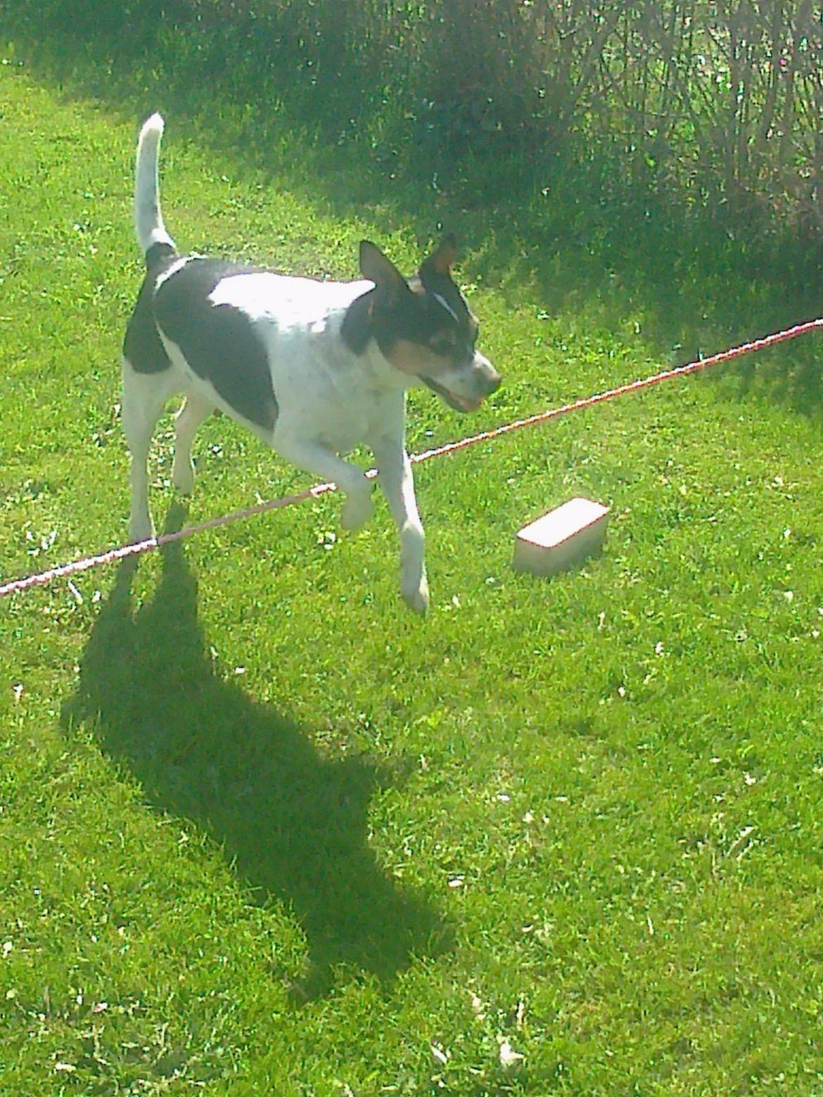 Dansk svensk gaardhund Mille billede 3