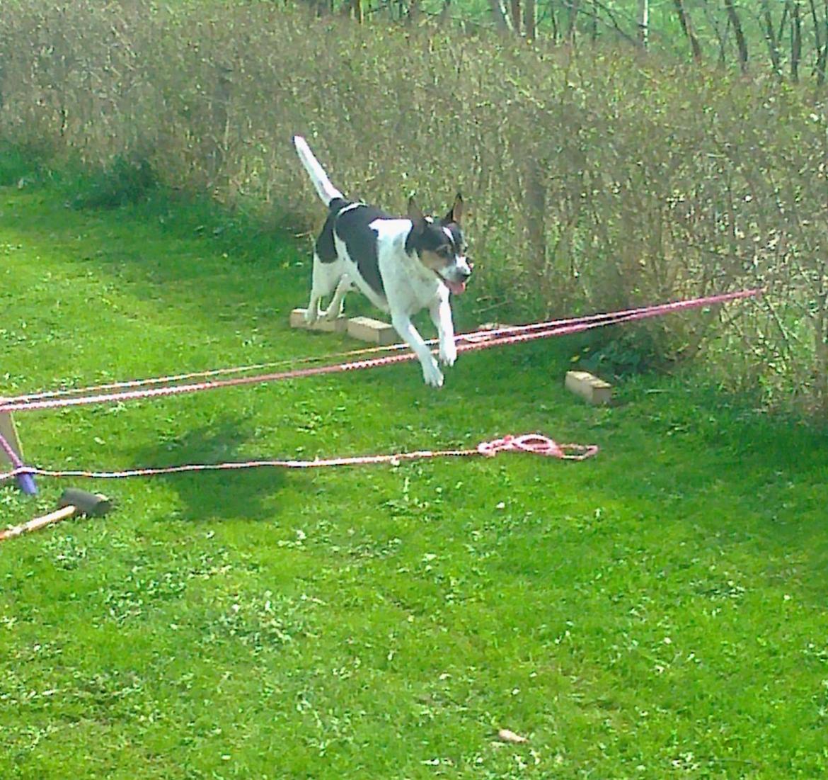 Dansk svensk gaardhund Mille billede 2