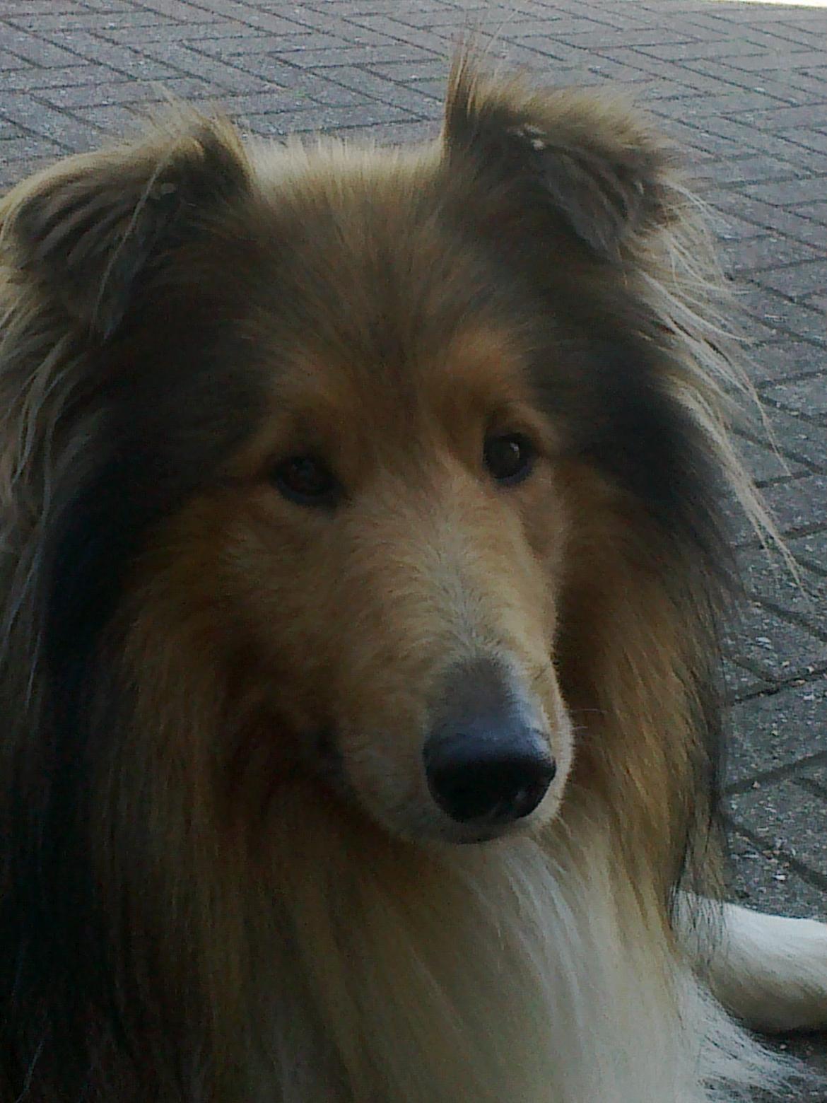 Collie langhåret Luie <33 billede 1