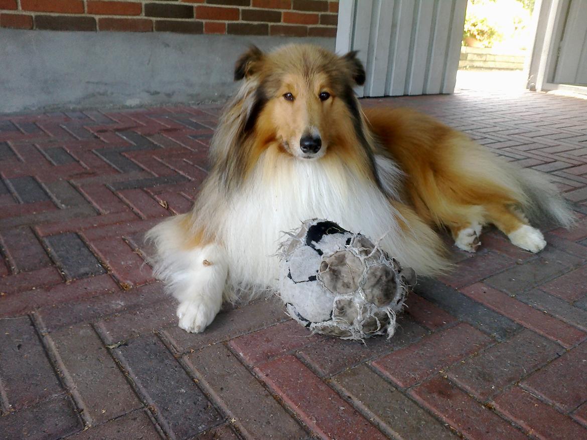 Collie langhåret Luie <33 billede 2
