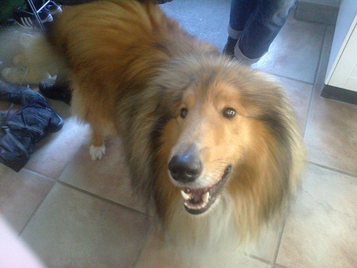 Collie langhåret Luie <33 billede 3