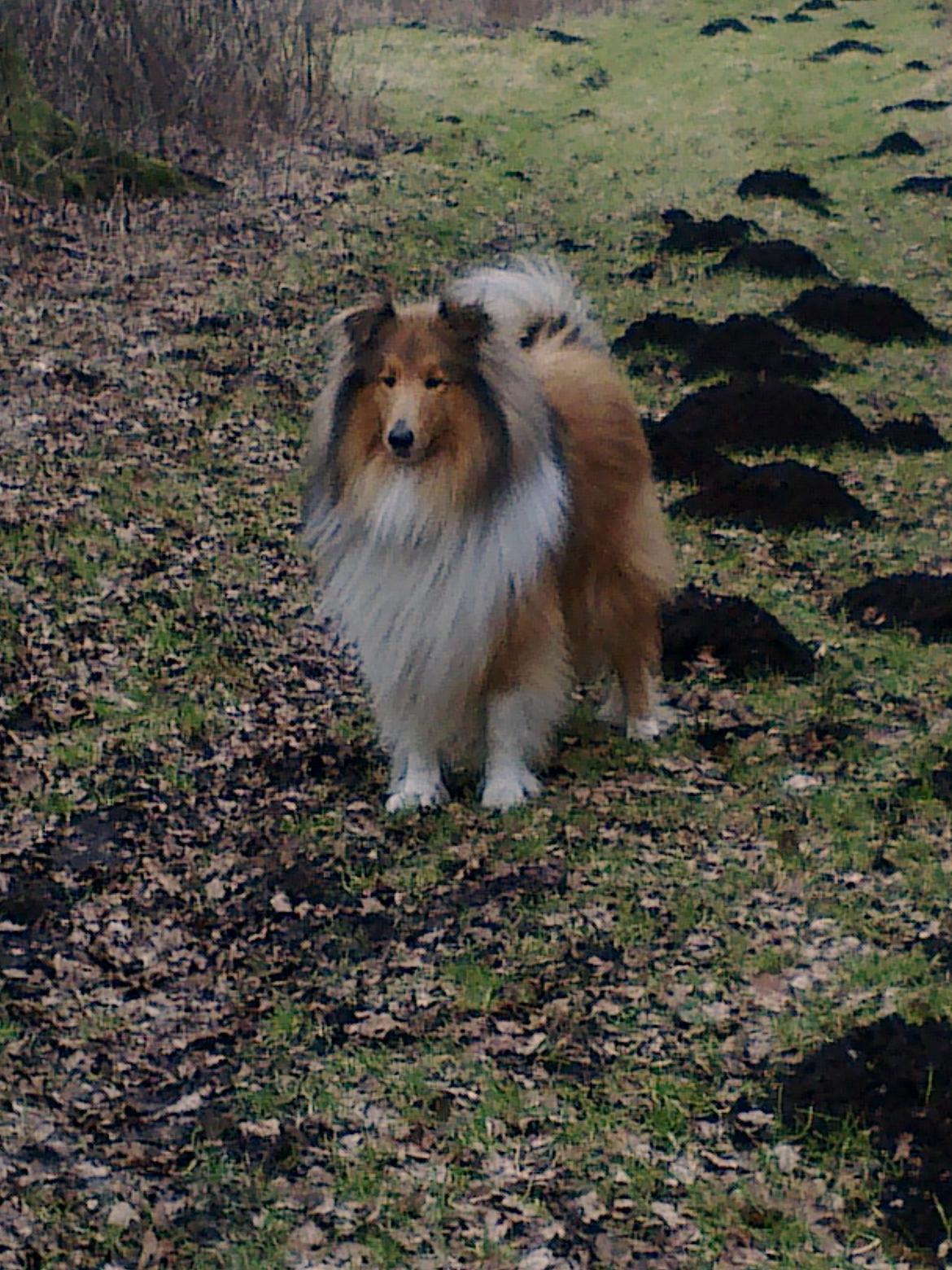 Collie langhåret Luie <33 billede 4