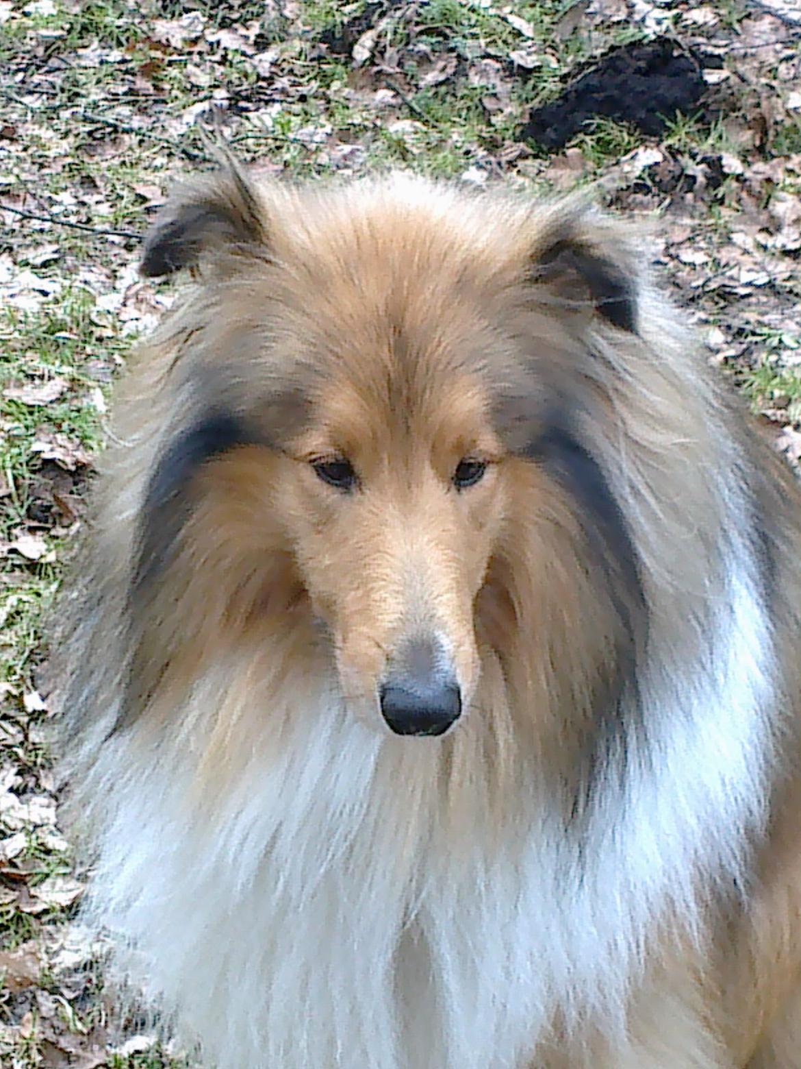 Collie langhåret Luie <33 billede 5