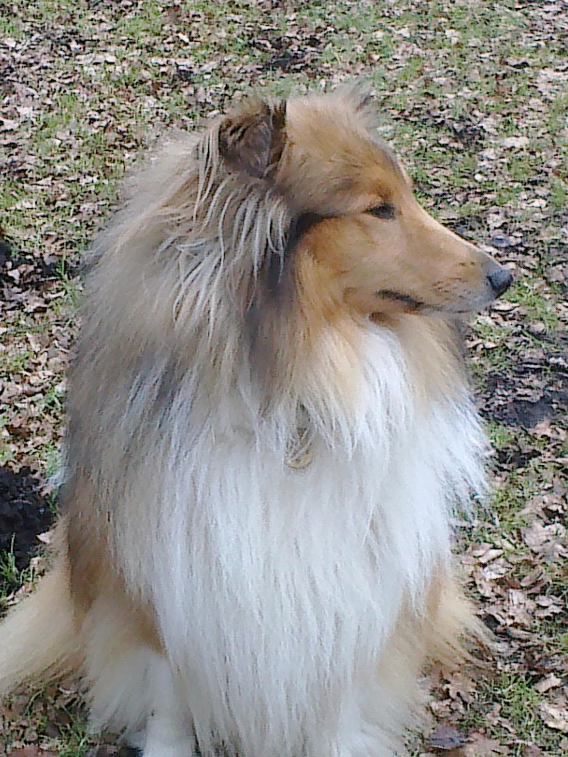 Collie langhåret Luie <33 billede 6