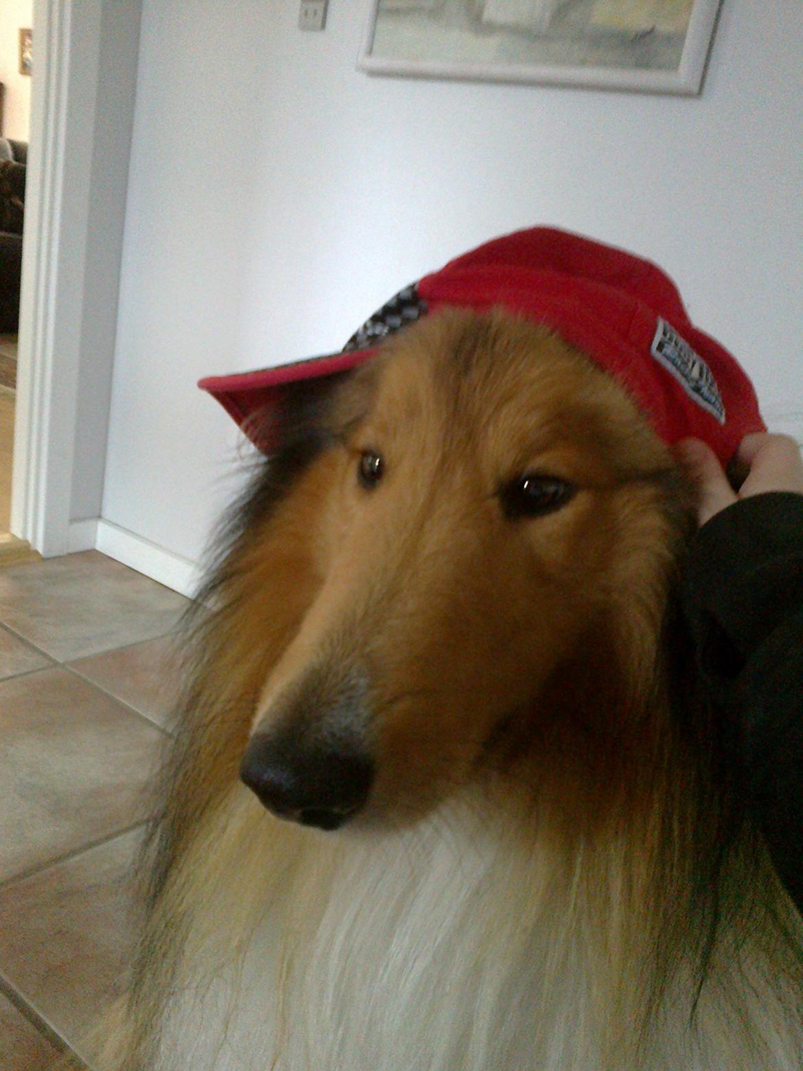 Collie langhåret Luie <33 billede 7