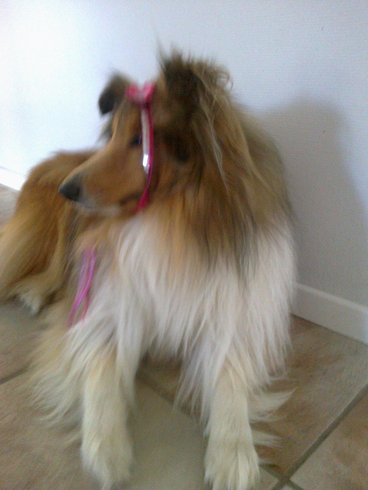 Collie langhåret Luie <33 billede 8