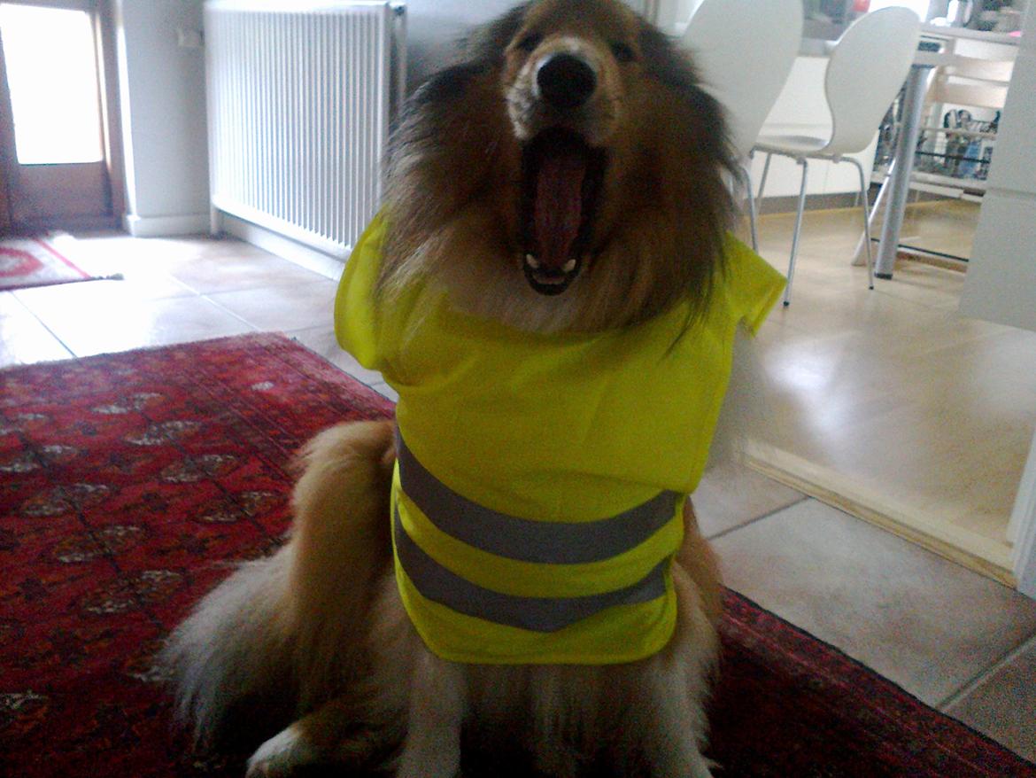 Collie langhåret Luie <33 billede 9