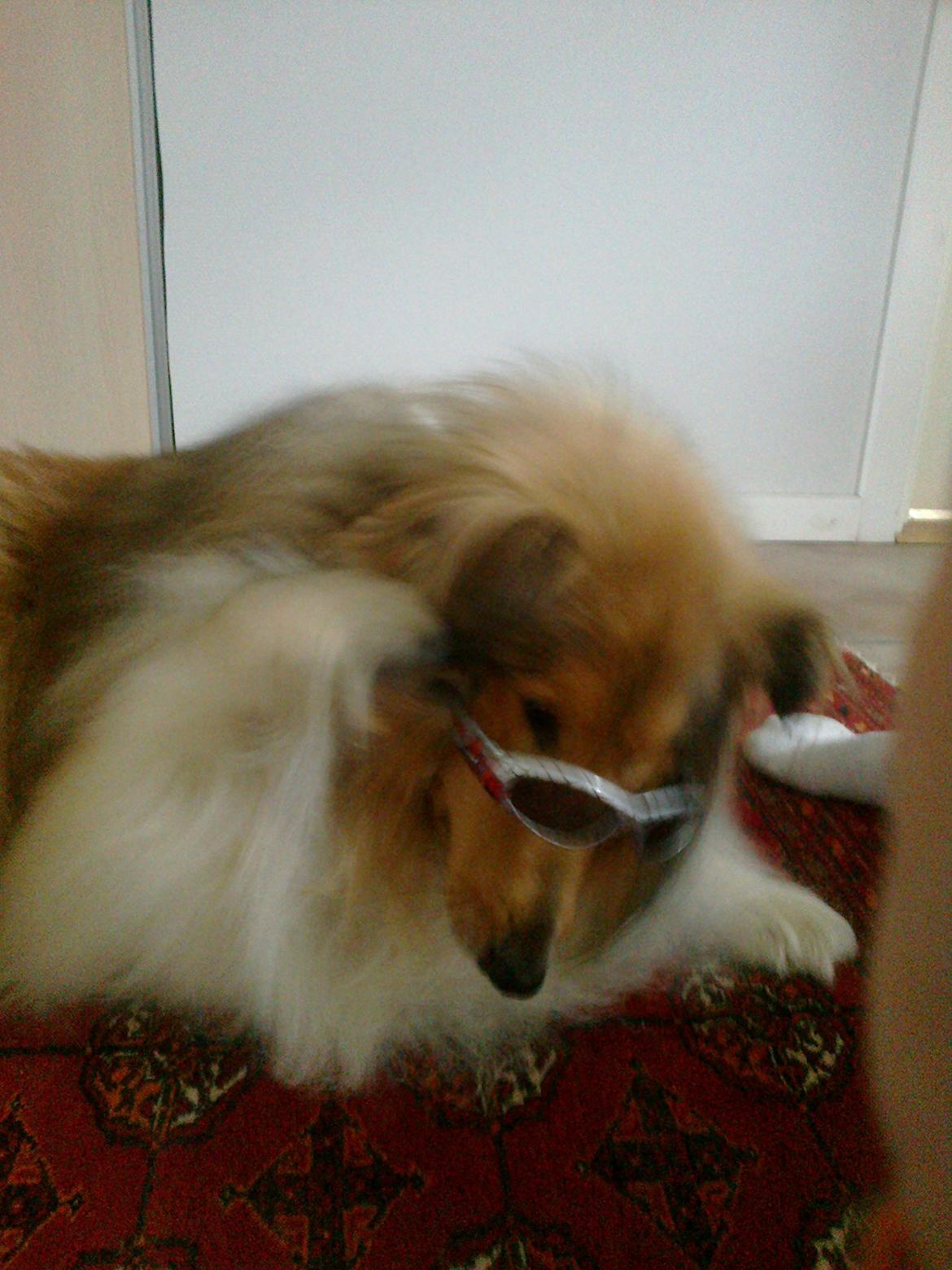 Collie langhåret Luie <33 billede 10