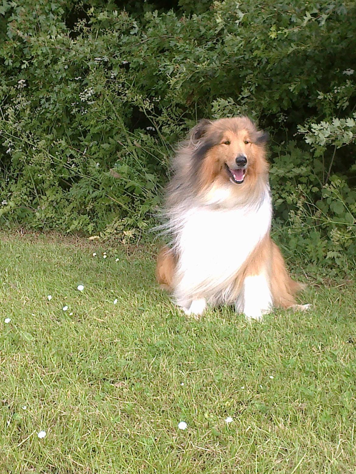 Collie langhåret Luie <33 billede 12
