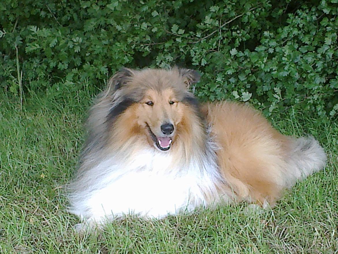 Collie langhåret Luie <33 billede 13