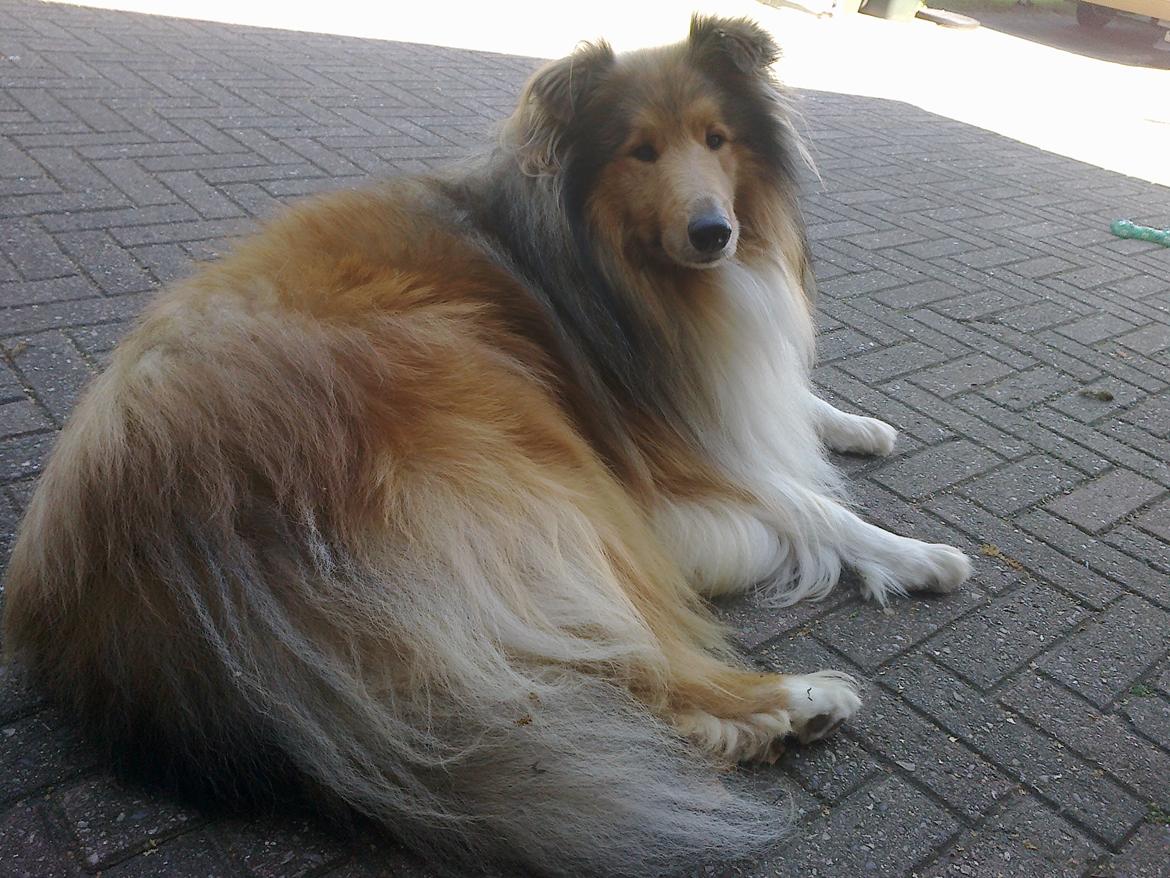 Collie langhåret Luie <33 billede 15