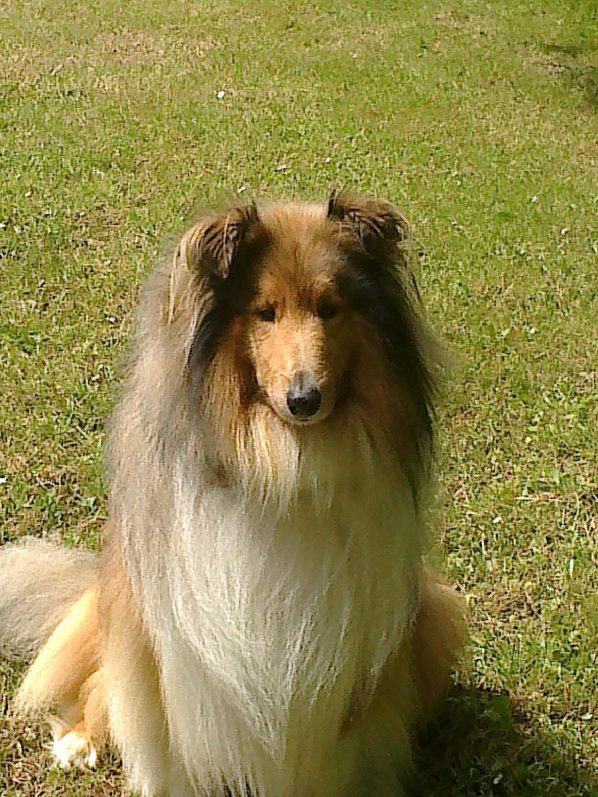 Collie langhåret Luie <33 billede 14