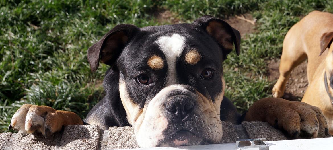 Olde english bulldogge Bulltok´s Baron fra Østergaard billede 2