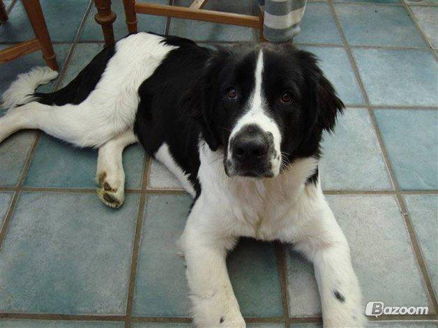 Landseer Bertha - 1 år gammel billede 2