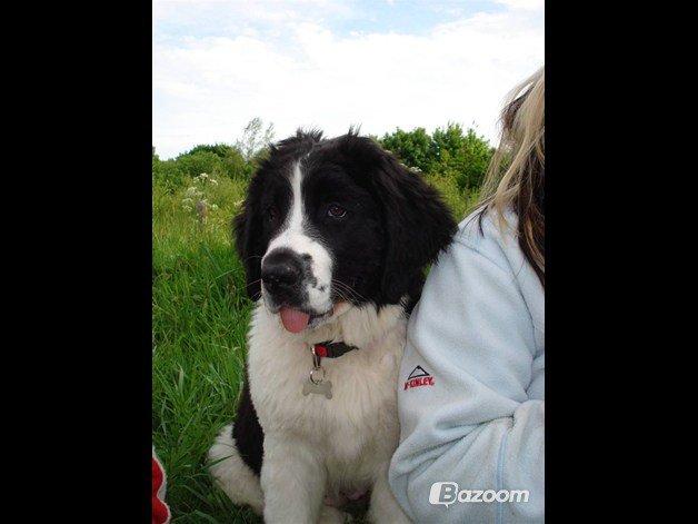 Landseer Bertha - 6 måneder gammel og med til sit første træf, dengang var hun stadig lidt usikker på den store verden. billede 4