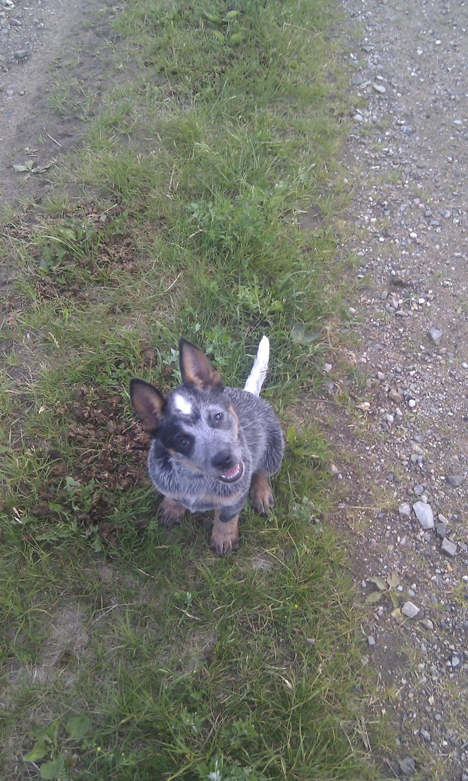 Australsk cattledog Dundee billede 10