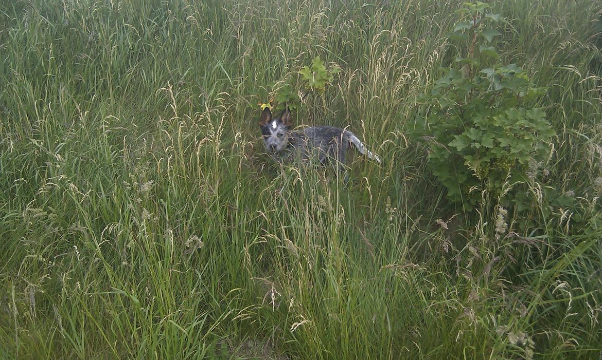 Australsk cattledog Dundee billede 11