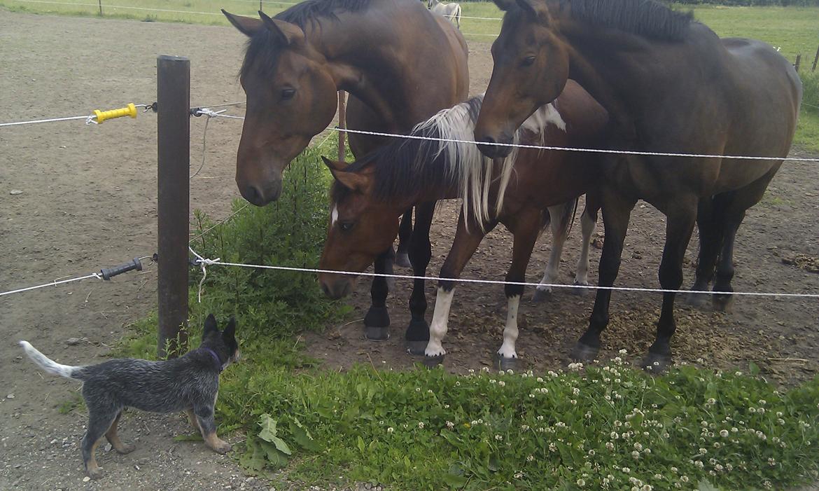 Australsk cattledog Dundee billede 12