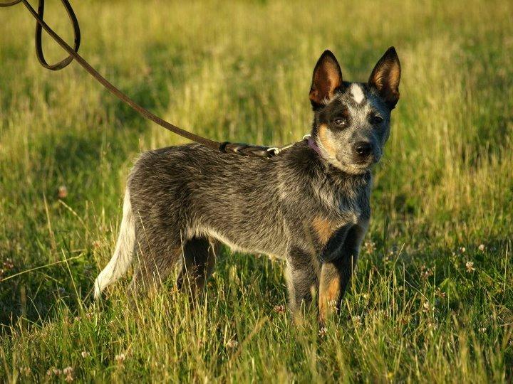 Australsk cattledog Dundee billede 13