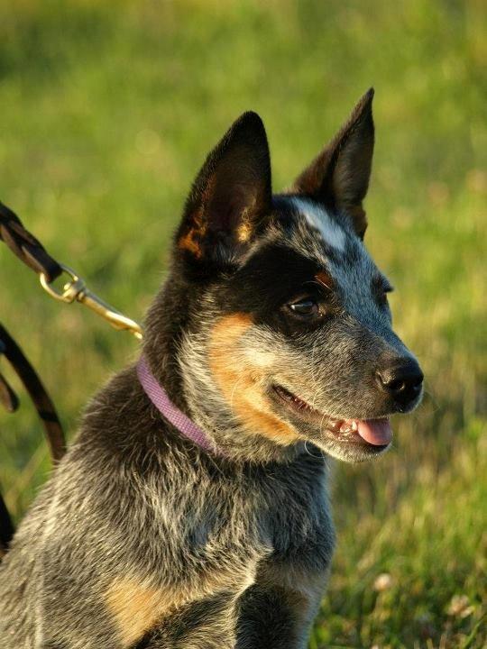 Australsk cattledog Dundee billede 14