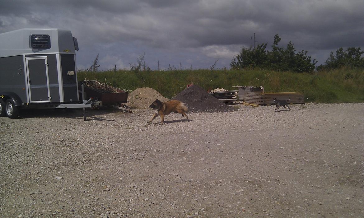 Australsk cattledog Dundee billede 15