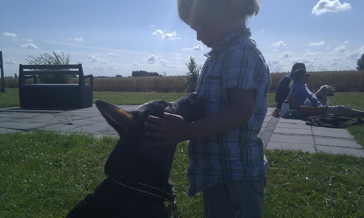 Australsk cattledog Dundee billede 16