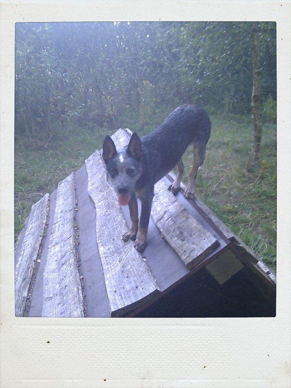 Australsk cattledog Dundee billede 17