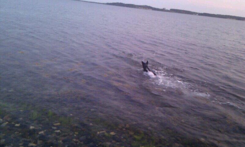 Australsk cattledog Dundee billede 18